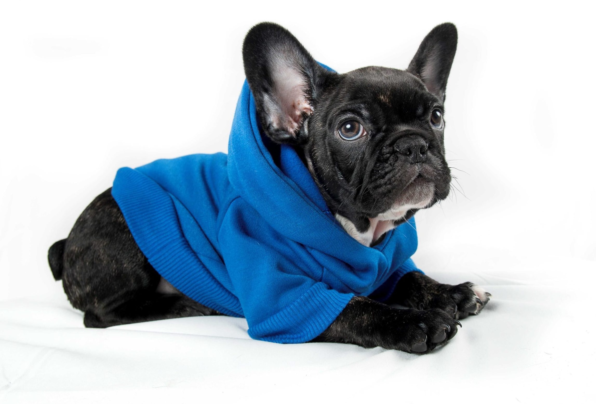Saquito para Perritos