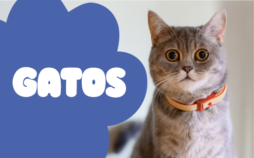 Sección de Gaticos